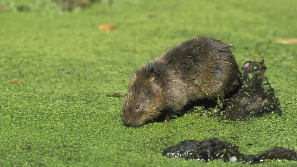 Water vole, Arvicola terrestris, single mammal by water,   Derbyshire, UK / Foto: Mikelane45