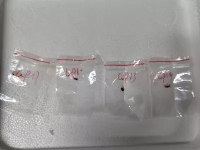 This image provided by United States District Court For The Eastern District Of Michigan shows toxic plant pathogens that a Chinese scientist entered the U.S. last year stashed in his backpack, federal authorities said Tuesday, June 3, 2025, as they filed charges against him and a girlfriend who worked in a lab at the University of Michigan. (United States District Court For The Eastern District Of Michigan via AP)  A