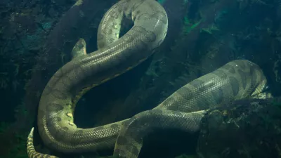 Green anaconda (Eunectes murinus). Wildlife animal.