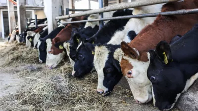- 17.10.2022 – Kmetija Sajevic, govedoreja,Luže 21, Visoko pri Kranju //FOTO: Bojan Velikonja