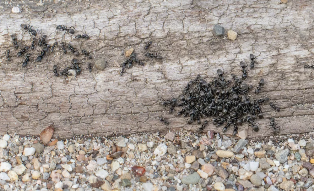 Tapinoma magnum, invazivna mravljaMravlje, črne mravlje, invazija mravelj, škodljivci, žuželkeFoto: Uradna stran mesta Kehl v Nemčiji
