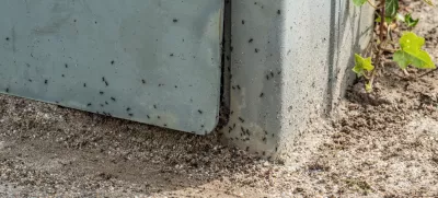 Tapinoma magnum, invazivna mravljaMravlje, črne mravlje, invazija mravelj, škodljivci, žuželkeFoto: Uradna stran mesta Kehl v Nemčiji