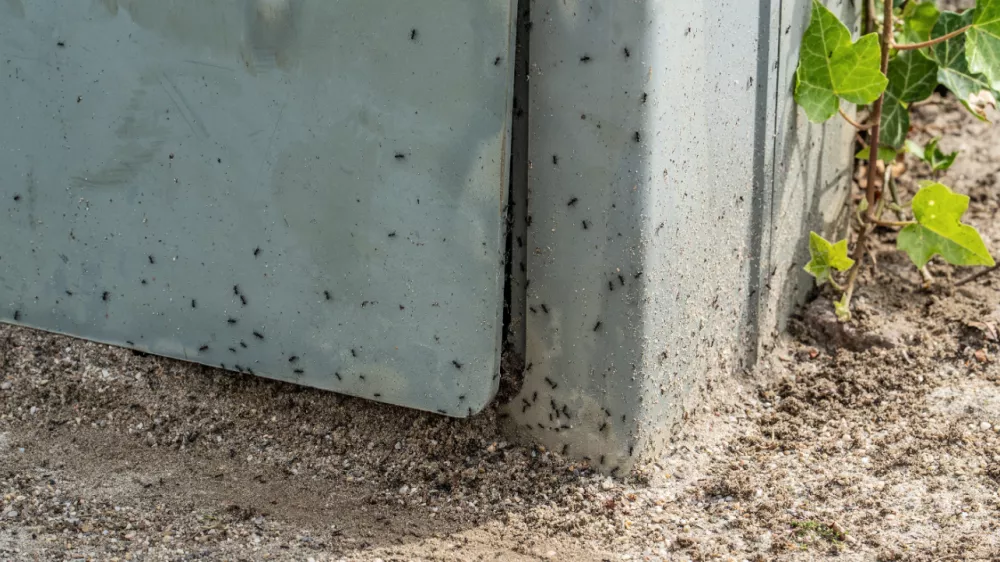 Tapinoma magnum, invazivna mravljaMravlje, črne mravlje, invazija mravelj, škodljivci, žuželkeFoto: Uradna stran mesta Kehl v Nemčiji