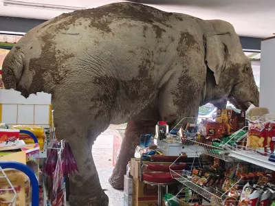 The male elephant, named Plai Biang Lek, ransacks sweet rice crackers at shop in Nakhon Ratchasima province, Thailand, Monday, June 2, 2025. (AP Photo/Kanokporn Sriboon)
