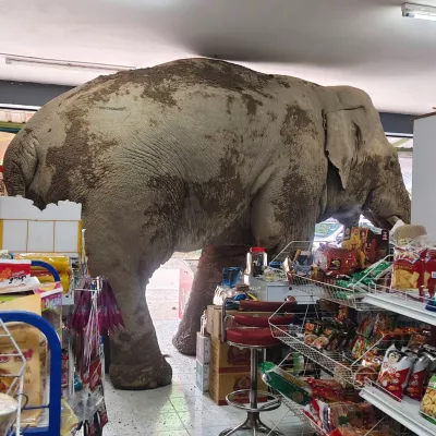 The male elephant, named Plai Biang Lek, ransacks sweet rice crackers at shop in Nakhon Ratchasima province, Thailand, Monday, June 2, 2025. (AP Photo/Kanokporn Sriboon)