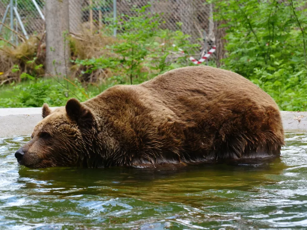Medved FelixFoto: Four Paws