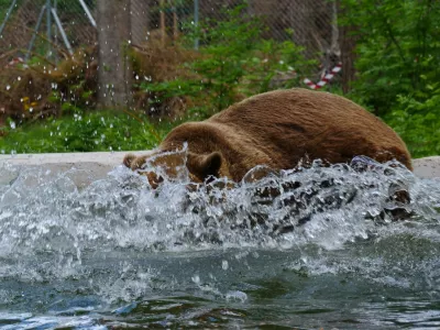 Medved FelixFoto: Four Paws