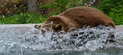 Medved FelixFoto: Four Paws