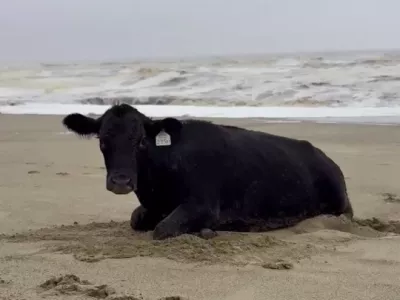Krava je bila utrujena, a živa. Foto: Profimedia