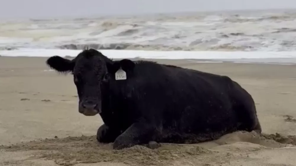 Krava je bila utrujena, a živa. Foto: Profimedia