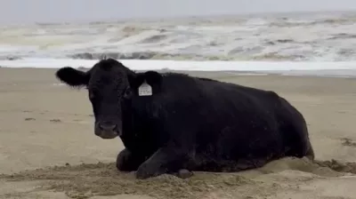 Krava je bila utrujena, a živa. Foto: Profimedia
