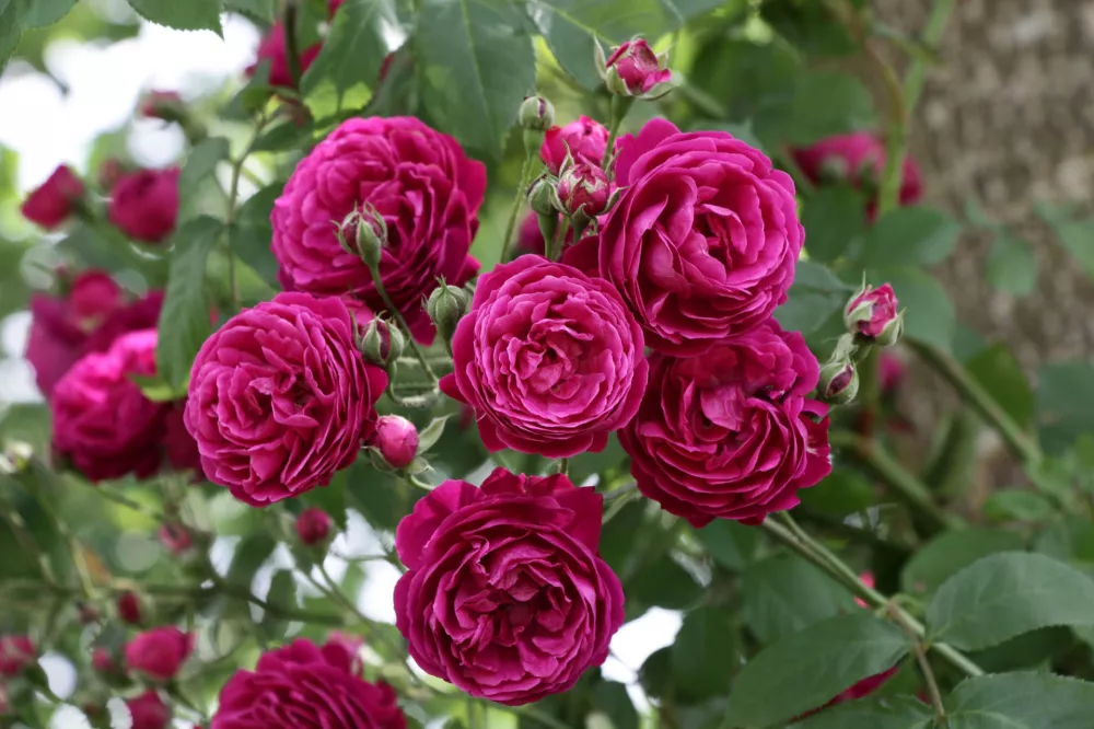 Vrtnica sorte Geschwinds Schönste F Klara Kopač