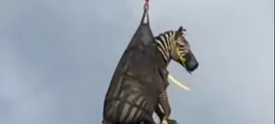 In this image taken from June 8, 2025, video by the Rutherford County Sheriff's Office in Rutherford County, Tennessee, shows the airlifting of a zebra named Ed that had evaded capture for several days after it ran away from its owner. (Rutherford County Sheriff's Office via AP)