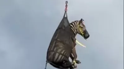 In this image taken from June 8, 2025, video by the Rutherford County Sheriff's Office in Rutherford County, Tennessee, shows the airlifting of a zebra named Ed that had evaded capture for several days after it ran away from its owner. (Rutherford County Sheriff's Office via AP)