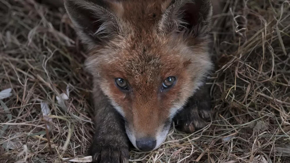A fox rests in it's enclosure at the hospital for foxes run by The Fox Project near Tonbridge, England, Thursday, May 22, 2025. (AP Photo/Frank Augstein)
