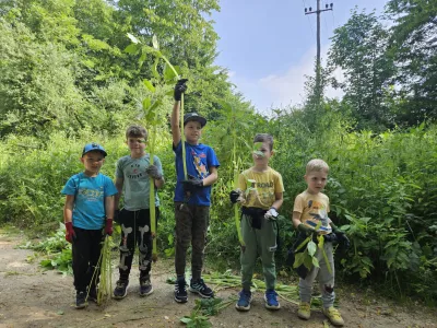 Invazivk manj kot pred štirimi leti
