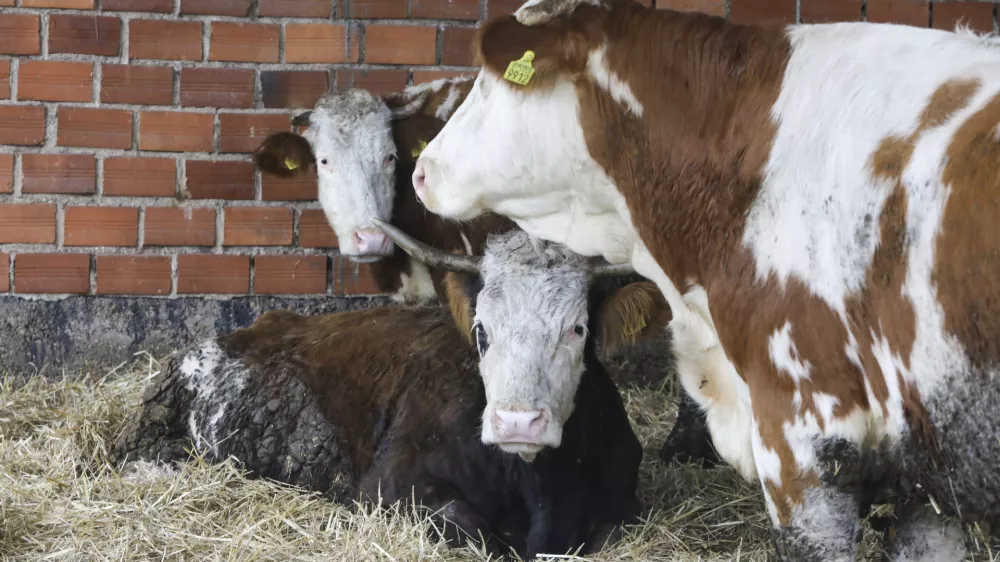 - 18.01.2024 – Kmetija Možgan, Veniše 16, Leskovec pri Krškem – vrnitev odvzete govedi, ki mu jih je 14. novembra lani zaradi zanemarjanja trajno odvzela veterinarska inšpektorica  //FOTO: Luka Cjuha
