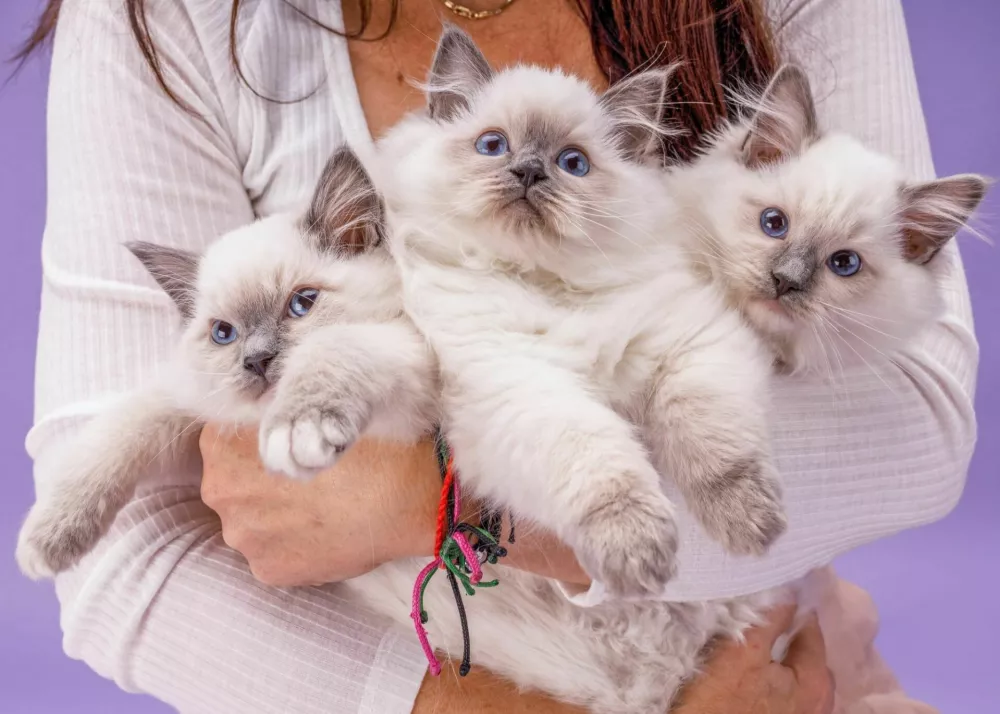 Adorable Ragdoll kittens with blue eyes on a clean purple background. Bright studio portrait of 3 cats in a woman hands. / Foto: Bartosz Bulhak