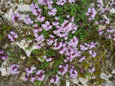 Thyme, wild thyme, Thymus, serpyllum / Foto: Emer1940