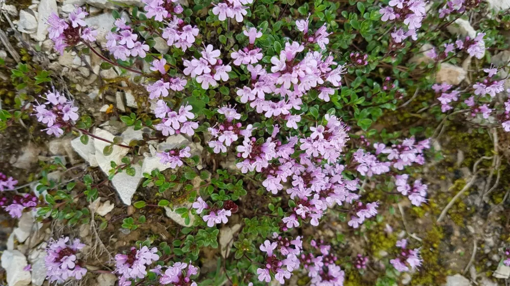 Thyme, wild thyme, Thymus, serpyllum / Foto: Emer1940