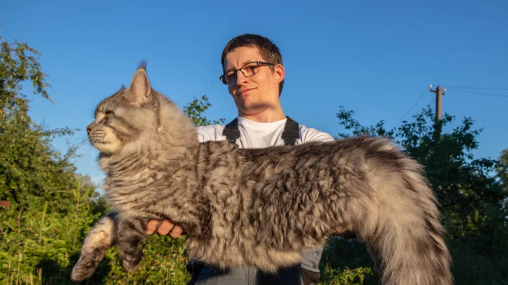 Maine Coon v naročju / Foto: Istock