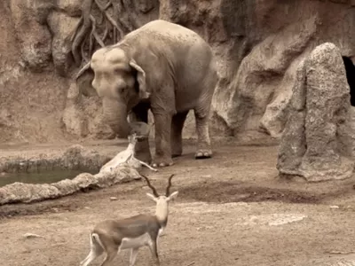 Uspešno reševanje / Foto: / Foto: Youtube/zajem Zaslona/viralhog