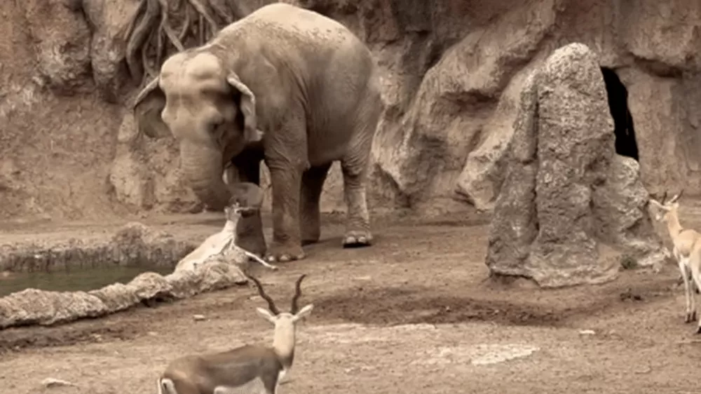 Uspešno reševanje / Foto: / Foto: Youtube/zajem Zaslona/viralhog