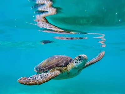 Oceani so polni življenja in lepote. / Foto: Istock