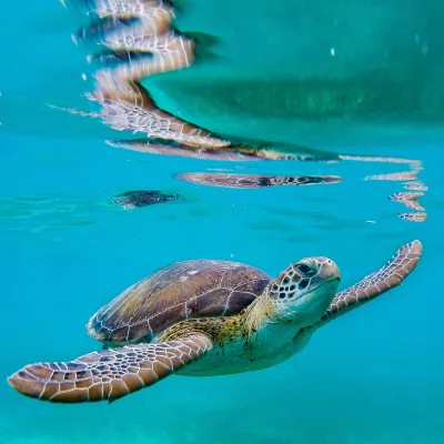 Oceani so polni življenja in lepote. / Foto: Istock
