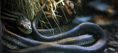 ﻿Progasti gož- ZOO - Živalski vrt Ljubljana 2013 - prezimovanje živali //FOTO: Jaka Gasar