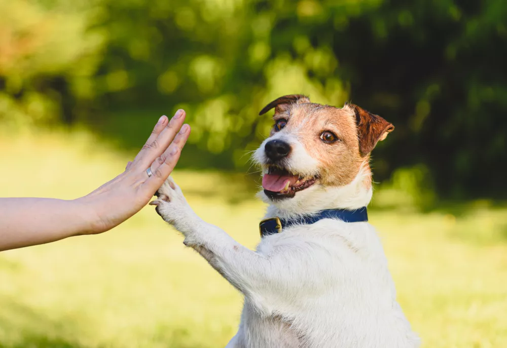 Jack Russell terierji pa so se znašli bolj pri dnu lestvice. / Foto: Istock