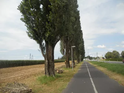 drevored topolov med Mursko Soboto in Rakičanom