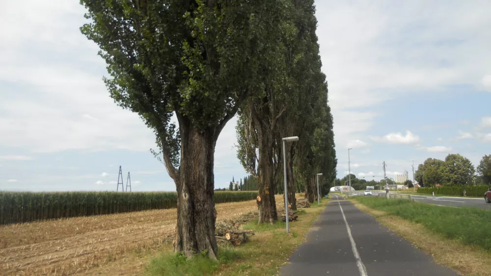 drevored topolov med Mursko Soboto in Rakičanom