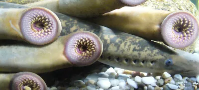 morski piškur By Fernando Losada Rodríguez Wikipedia