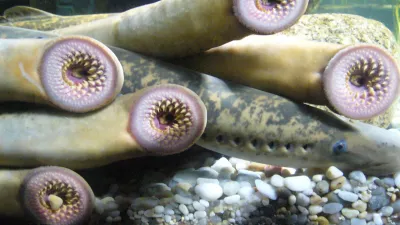 morski piškur By Fernando Losada Rodríguez Wikipedia