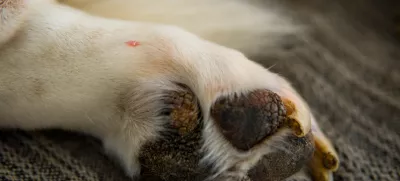 Detail of a Wart on the Paw of an Old Hound Dog. Dermatological Concept of Canine Papillomavirus