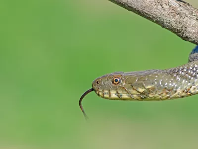 Kobranke človeku niso nevarne. na fotografiji ni najdena kača. Foto: iStock