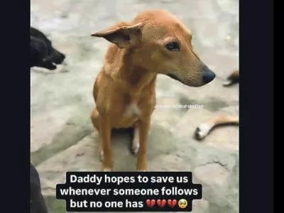 Zajem zaslona enega od profilov, na katerem žalosten kuža ljudem v razvitem svetu sporoča, kako ga "oča" skuša rešiti. 