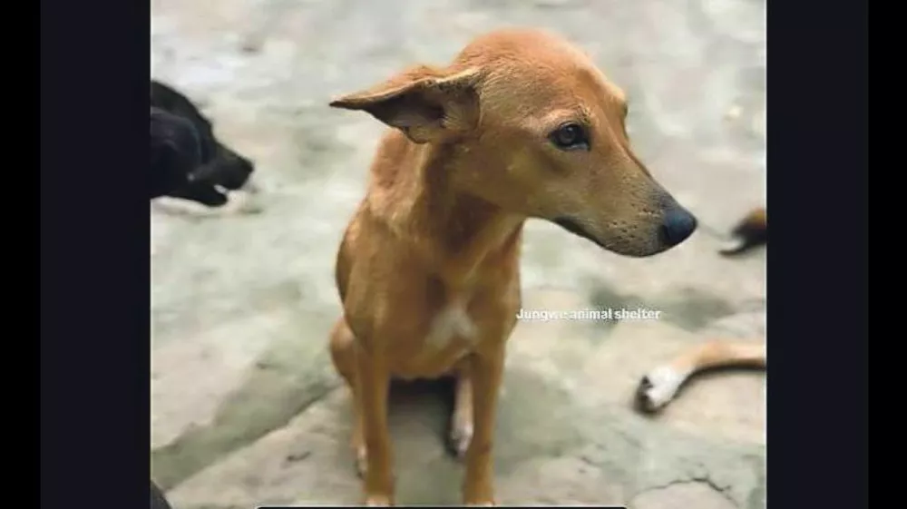 Zajem zaslona enega od profilov, na katerem žalosten kuža ljudem v razvitem svetu sporoča, kako ga "oča" skuša rešiti. 