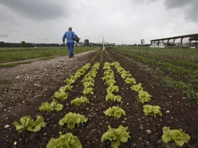 Vlada že dve leti išče dobičkarje, maloprodajo zelenjave pa je zajela prava cenovna vojna