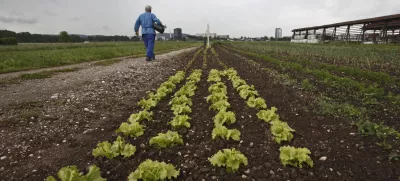 Vlada že dve leti išče dobičkarje, maloprodajo zelenjave pa je zajela prava cenovna vojna