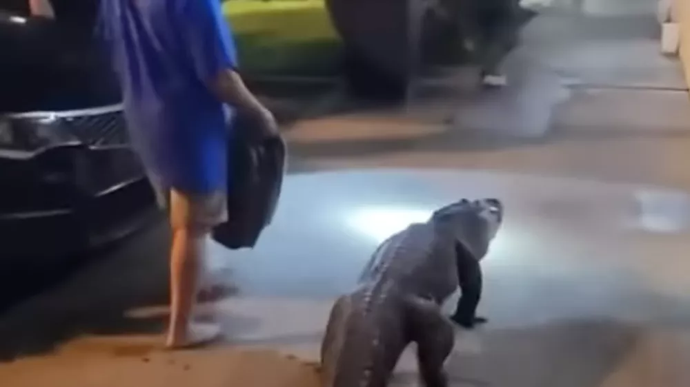 aligator v hotelu
