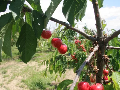 briške češnje, nasad