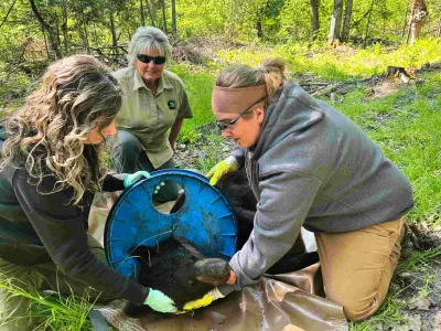 In this image provided by the Michigan Department of Natural Resources, DNS staffers, from left, Angela Kujawa, Sherry Raifsnider and Miranda VanCleave work to remove a lid from the neck of an immobilized black bear near Hillman, Michigan, on June 3, 2025. (Michigan Department of Natural Resources via AP)
