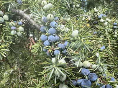 Wacholder, Juniperis communis, ist ein Busch mit blauen Fruechten die als Heilpflanze und als Gewuerz benutzt wird. Juniper, Juniperis communis, is a shrub with blue fruits that is used as a medicinal plant and as a spice Wacholderbeeren, Wacholder, Juniperis *** Juniper, Juniperis communis, is a shrub with blue fruits that is used as a medicinal plant and as a spice Juniper, Juniperis communis, is a shrub with blue fruits that is used as a medicinal plant and as a spice Juniper berries, Juniper, Juniperis,Image: 951096234, License: Rights-managed, Restrictions: imago is entitled to issue a simple usage license at the time of provision. Personality and trademark rights as well as copyright laws regarding art-works shown must be observed. Commercial use at your own risk., Model Release: noFoto: Profimedia