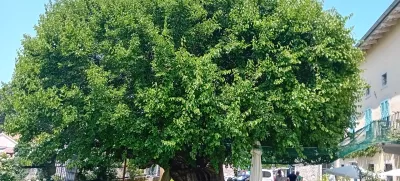 murva fabiani / Foto: Bojan Glavič