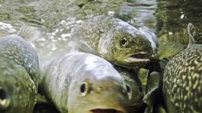 Ribolov, muharjenje, reka Idrijca, Idrija, ribiÄŤ, ÄŤuvaj, muha, riba, postrv, voda, naravaFOTO: JAKA GASAR / NEDELJSKI