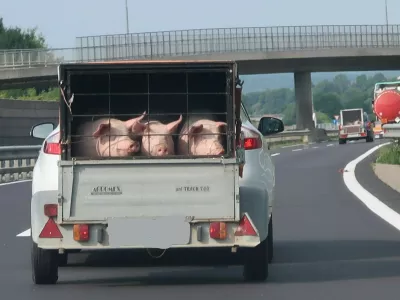 prašiči, prikolica, avtocesta. Foto: Tatjana Pihlar