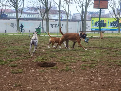 ﻿- 14.12.2015 - Pasji park Župančičeva jama v Ljubljani - pasje igrišče med Vilharjevo in Železno cesto, nasproti železniškega podhoda  - pes - psi  //FOTO: Bojan Velikonja
