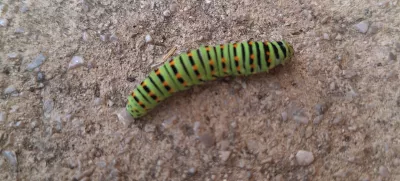 Gosenica lastovičarja / Foto: Osebni Arhiv